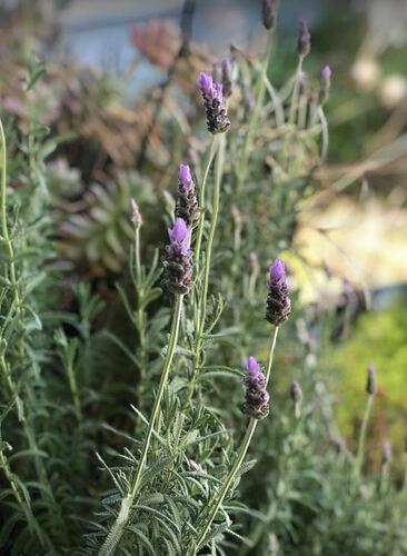 LAVANDA