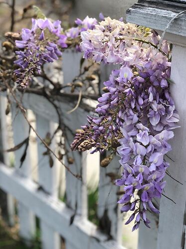 WISTERIA21