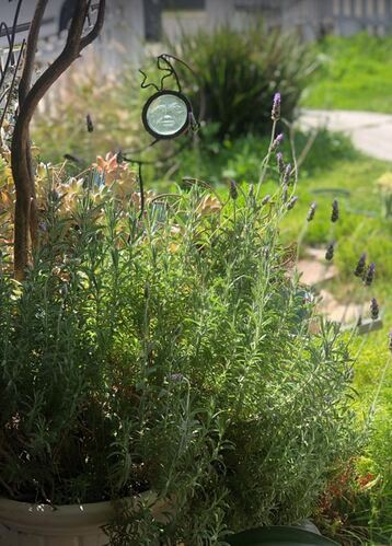 LAVANDA1