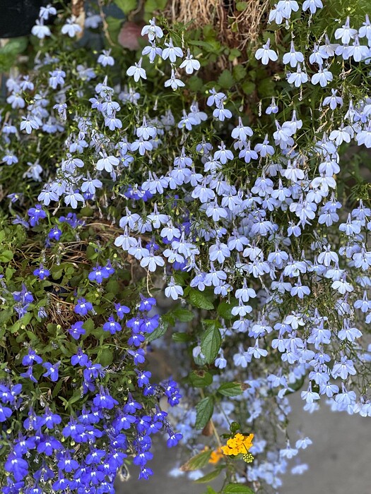 JARDIN3