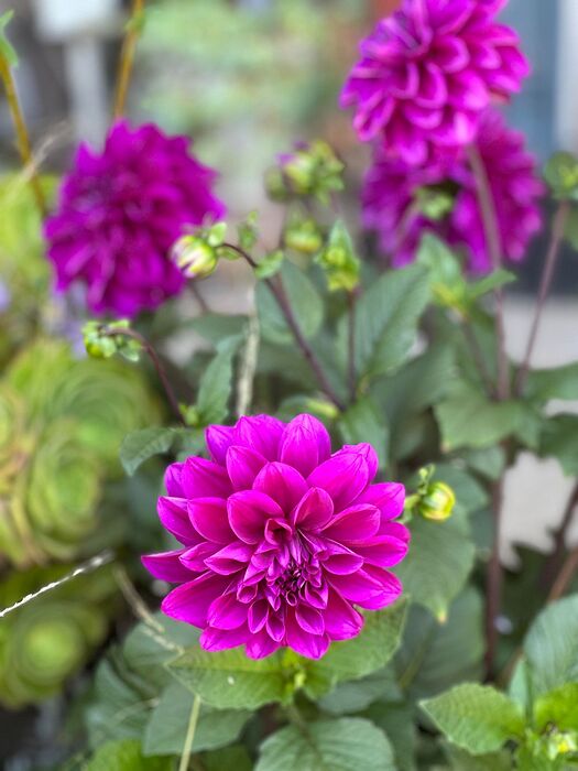 JARDIN1