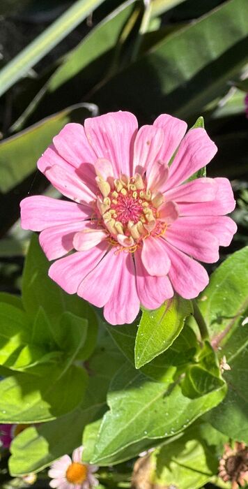 FLORES