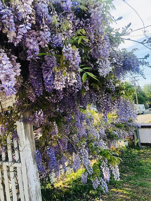 WISTERIA1