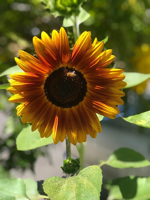 GIRASOL1