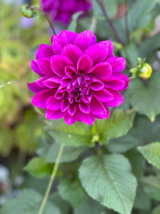 JARDIN2