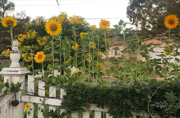GIRASOLES3