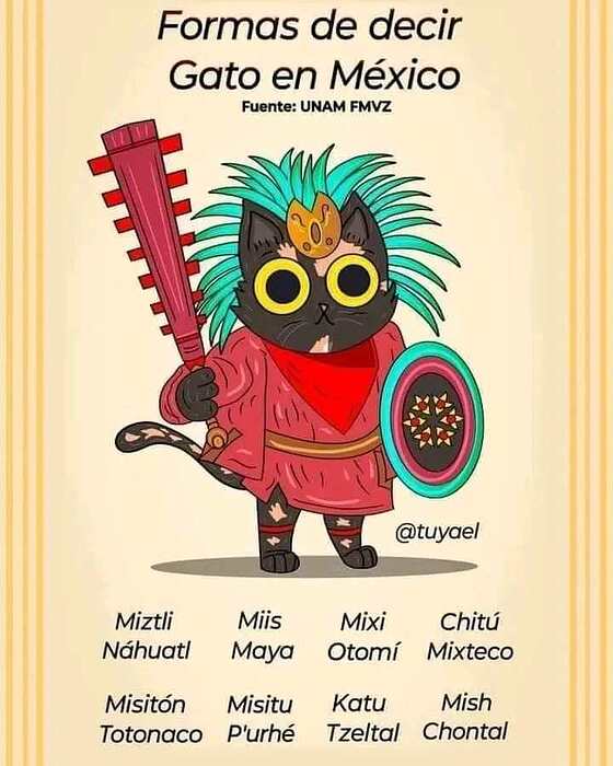 gatomexico