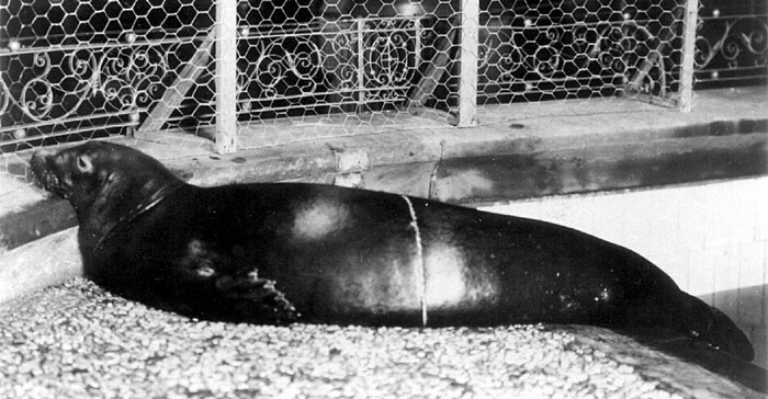 Cms-newyorkzoologicalsociety1910