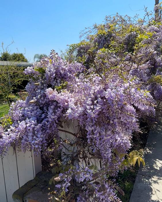 WISTERIA25