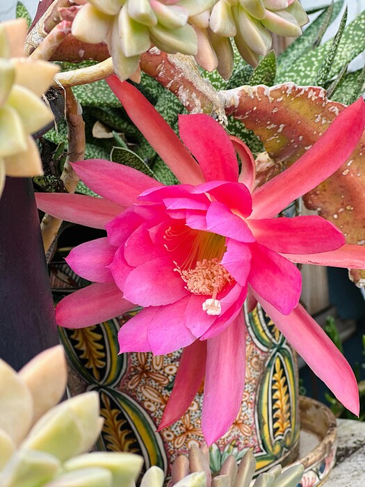 ORQUIDEACACTUS