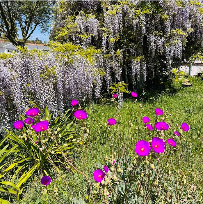 WISTERIADOS25