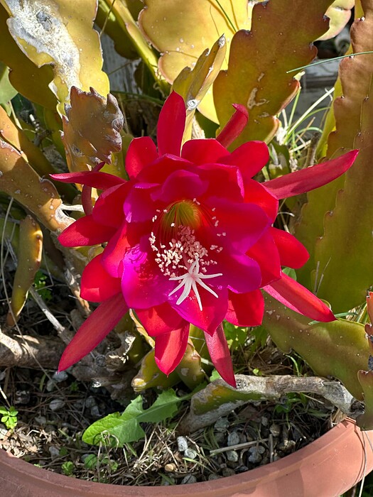 ORQUIDEACACTUS2025