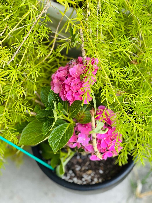HYDRANGEA