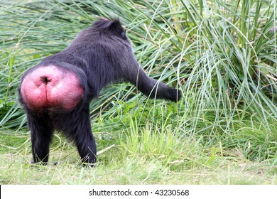 monkey-showing-bottom-picking-grass-260nw-43230568