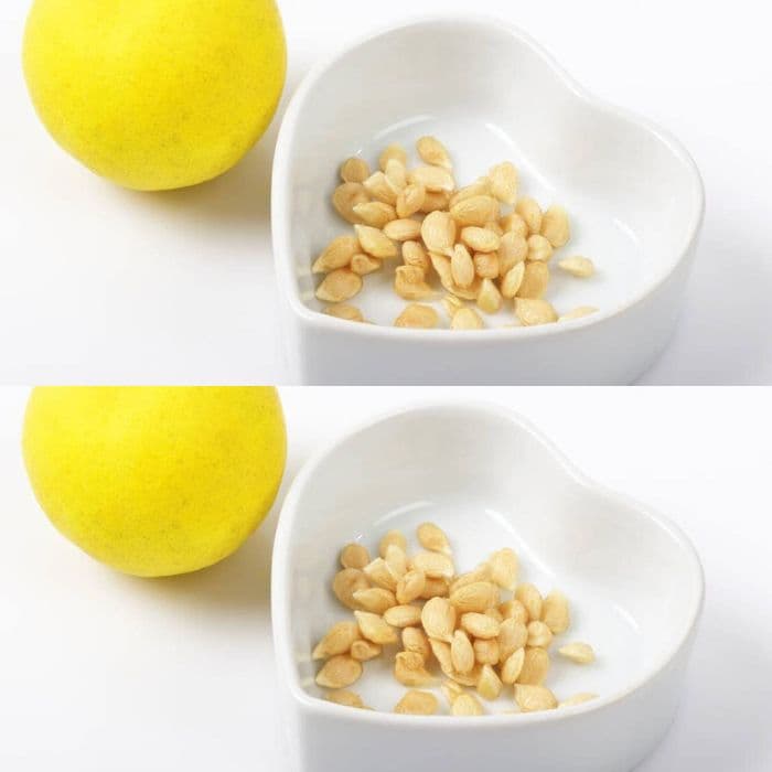 Al exprimir limones no cometas el error de tirar las semillas: valen su peso en oro así utilizadas - Buena Onda - MiForo