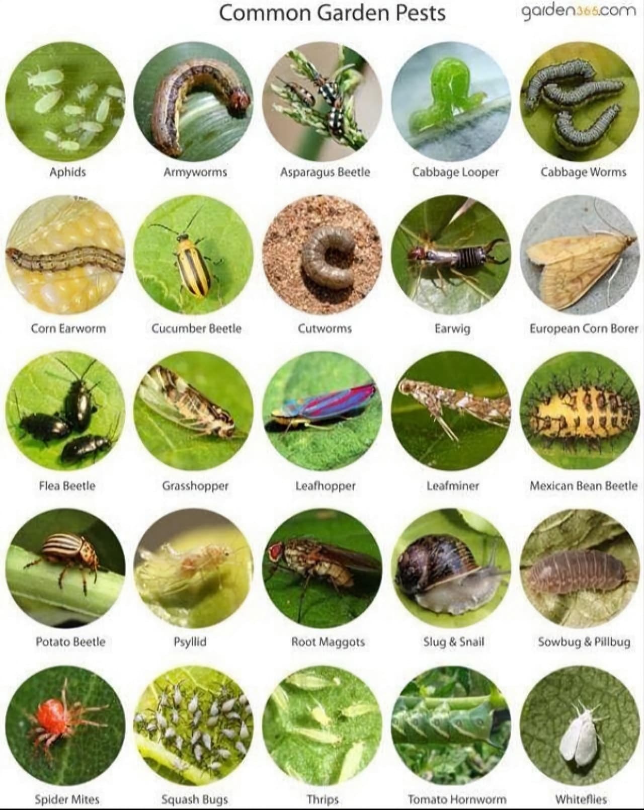Plagas comunes que puedes encontrar en tu jardín o huerto 👨🏻‍🌾🌱 aprende 