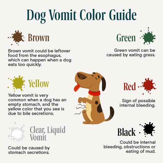 Dog vomit color guide. Medio Ambiente MiForo