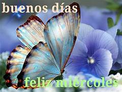 miercolesmariposas
