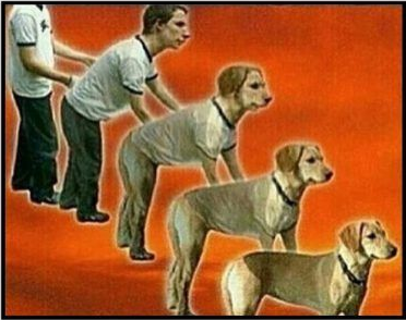 meme perro
