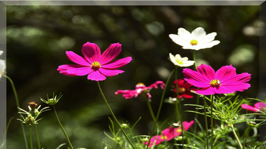 BETT NATURALEZA VIVA