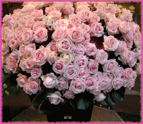 pink-large-bunch-pink-roses-tons